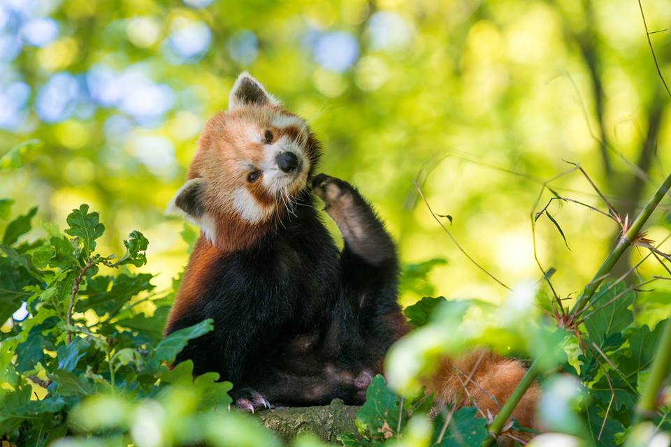 Friday Twilights at Bristol Zoo Gardens on Friday 6th July 2018